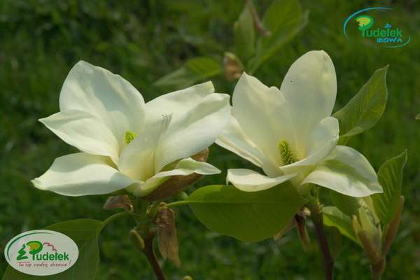 Magnolia Yellow Fever